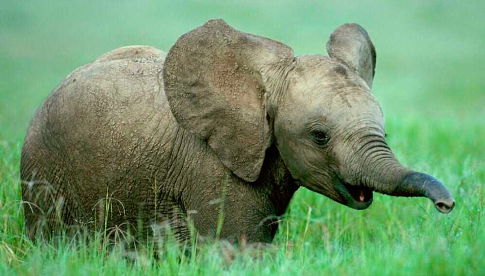 Bebés elefantes (elefantes recién nacidos)