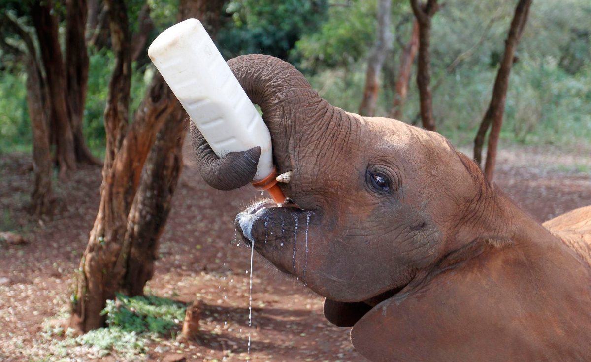 Elefante bebiendo leche