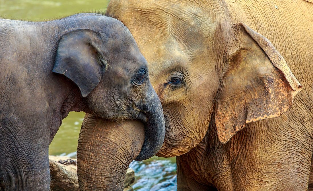 Elefante hembra con su cría