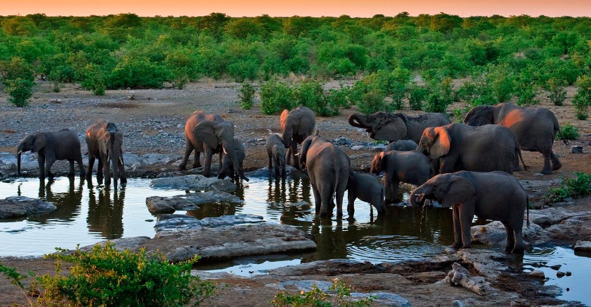 Fotos de manadas de elefantes