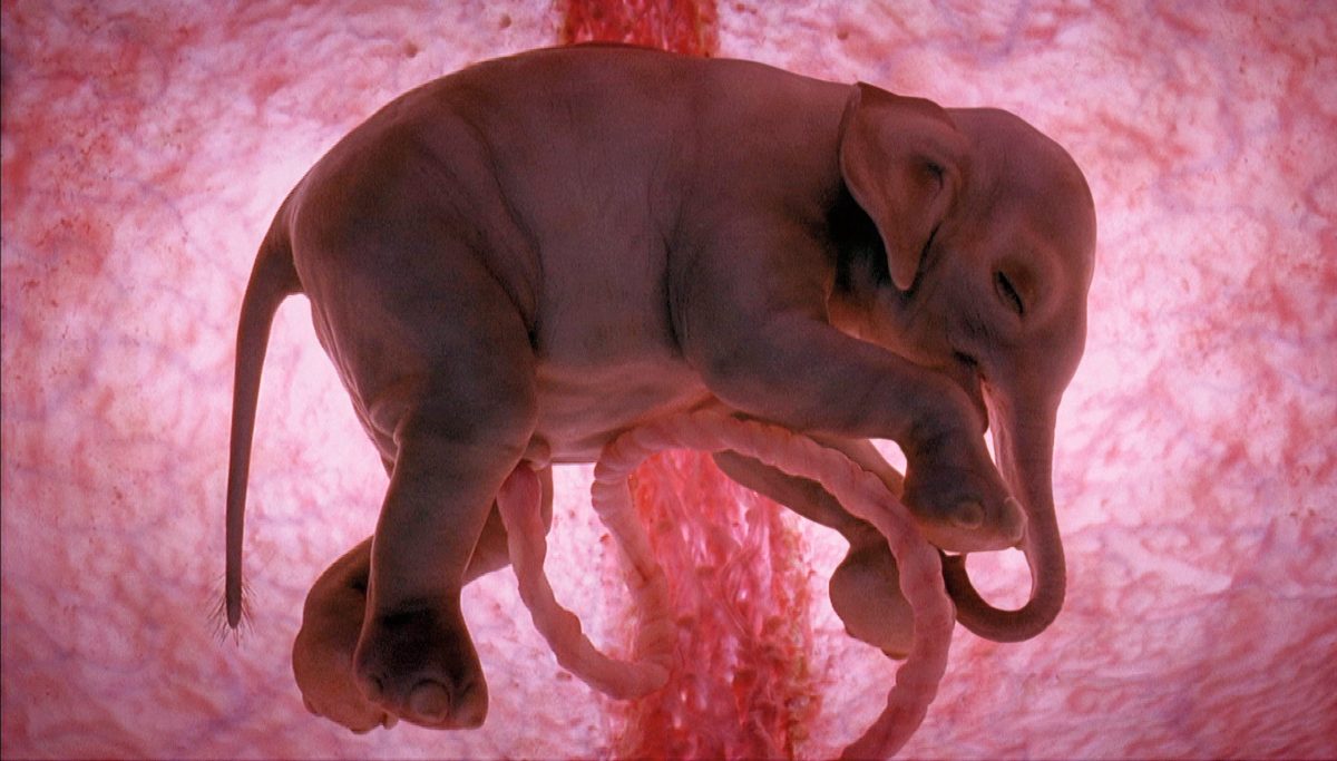 Gestación de los elefantes (embarazo)