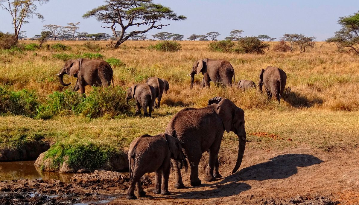 Hábitat de los elefantes africanos