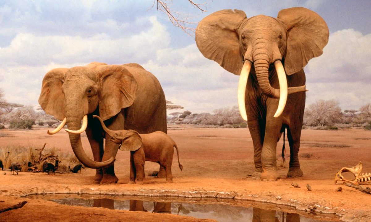 Hábitat del elefante africano