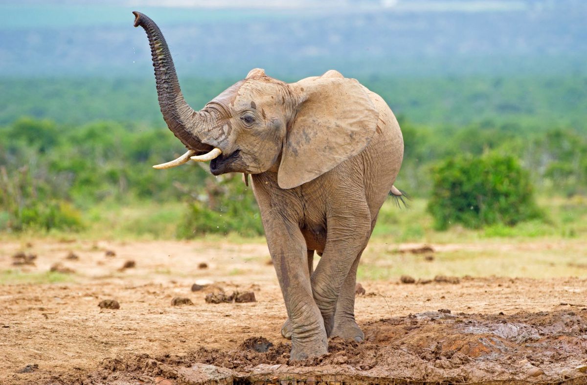 Inteligência dos elefantes