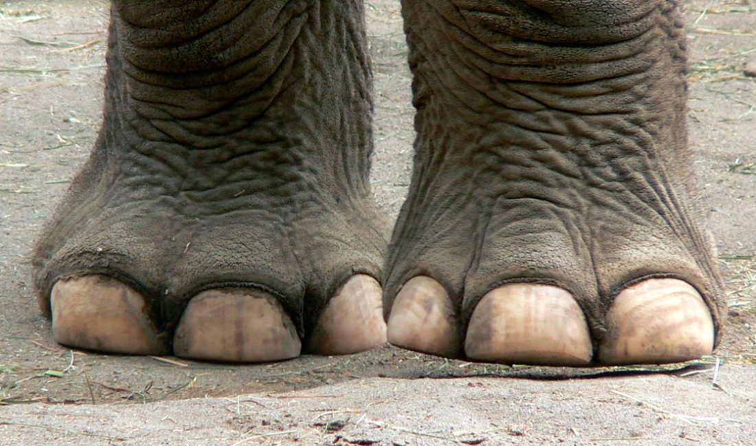 Resultado de imagem para patas elefante