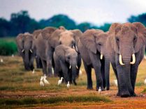 Amenazas de los elefantes africanos