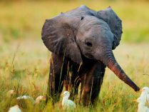 Cuidados y convivencia del bebé elefante