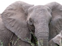Fotos de orejas de los elefantes