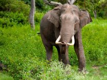 Hábitat y ecología de los elefantes indios
