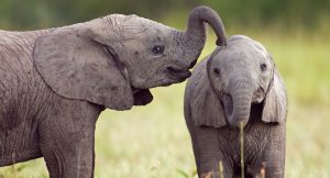 Inteligencia de los elefantes (memoria)