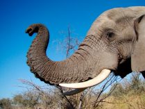 Trompa de elefante