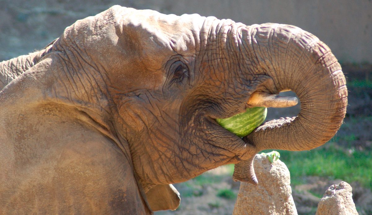 Alimentación de los elefantes