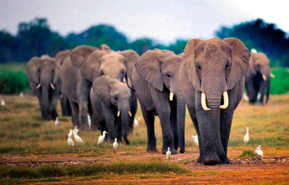 Amenazas de los elefantes africanos