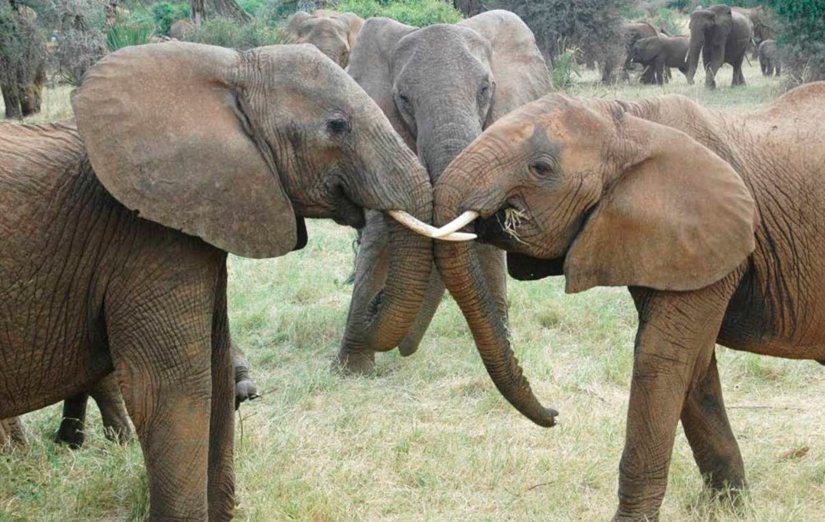 Carácter social de las madres elefantes