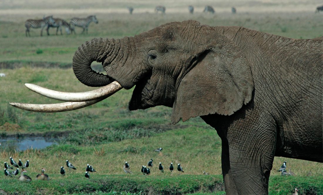 Colmillos de los elefantes