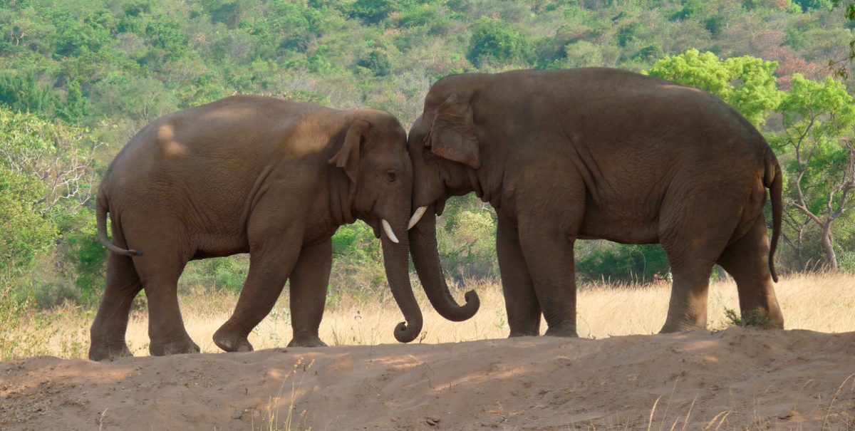 Reproducción de los elefantes