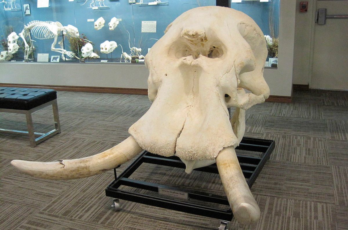 Cráneo de los elefantes