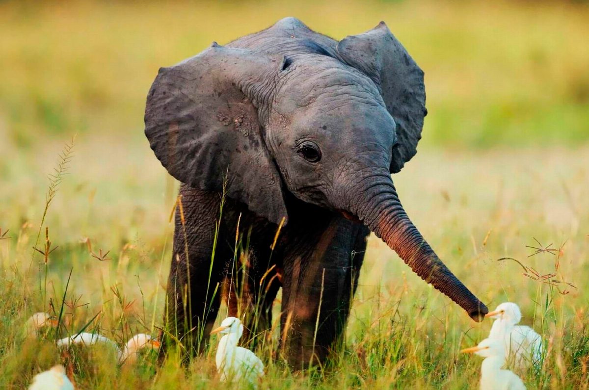 Cuidados y convivencia del bebé elefante