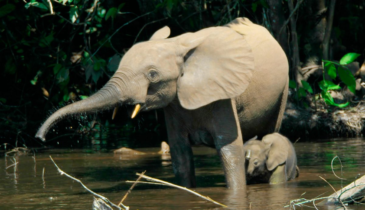 Fotos de elefantes africanos