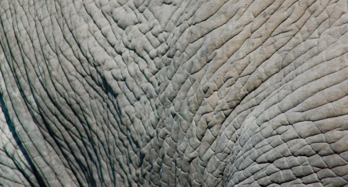 Fotos de la piel de los elefantes