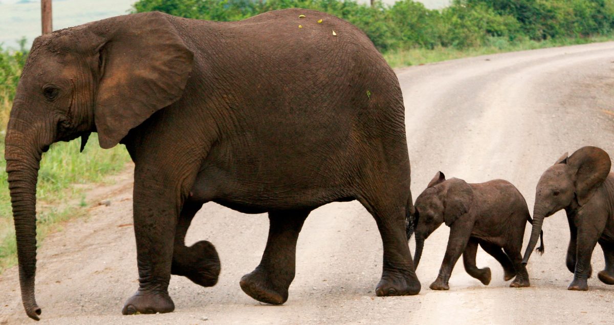 Gestación del elefante africano