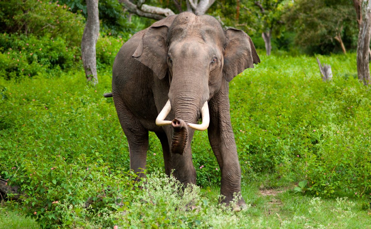 Hábitat del elefante asiático