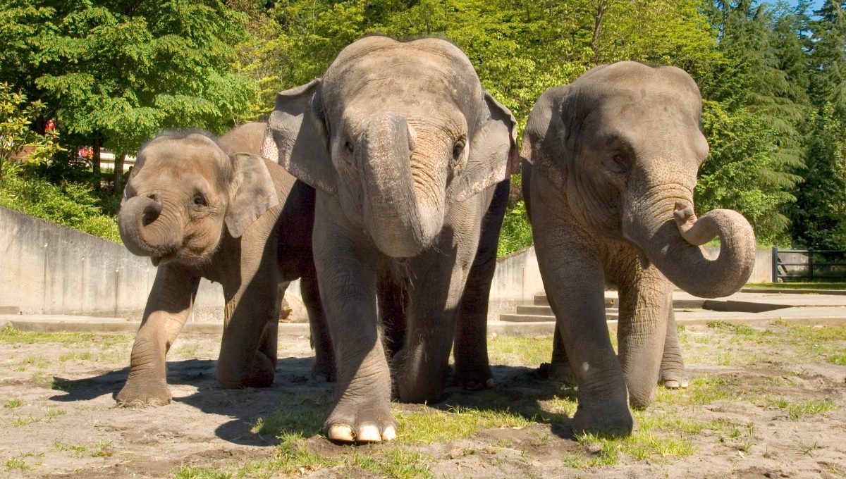 Organización grupal de los elefantes asiáticos