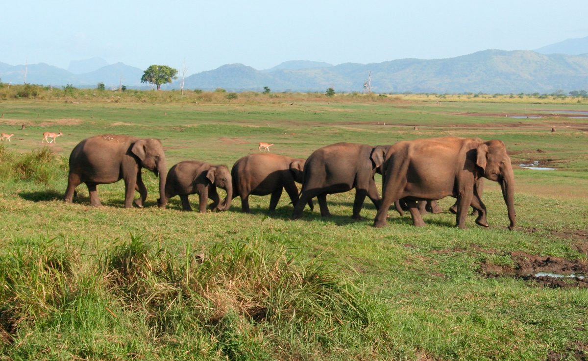 Pérdida de hábitat de los elefantes asiáticos