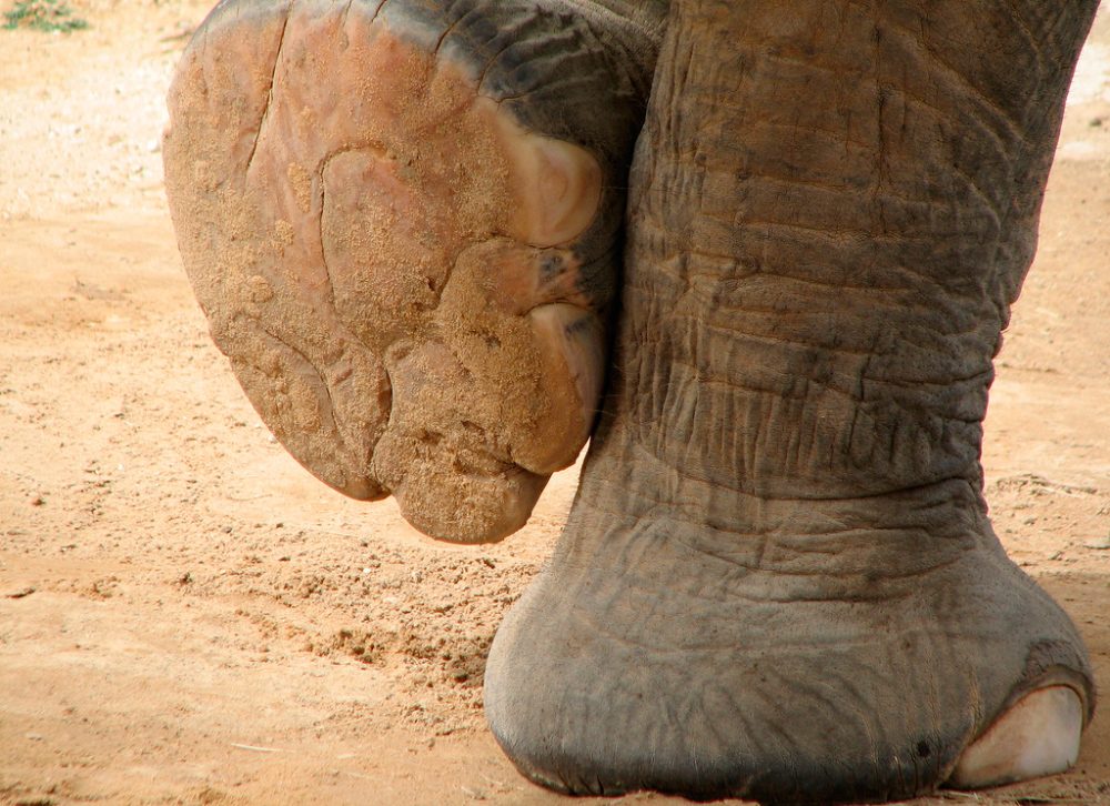 Pies de elefante