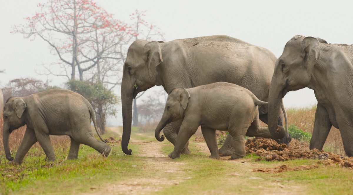 Población de los elefantes asiáticos