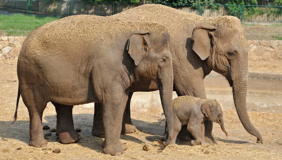 Rasgos físicos de los elefantes asiáticos