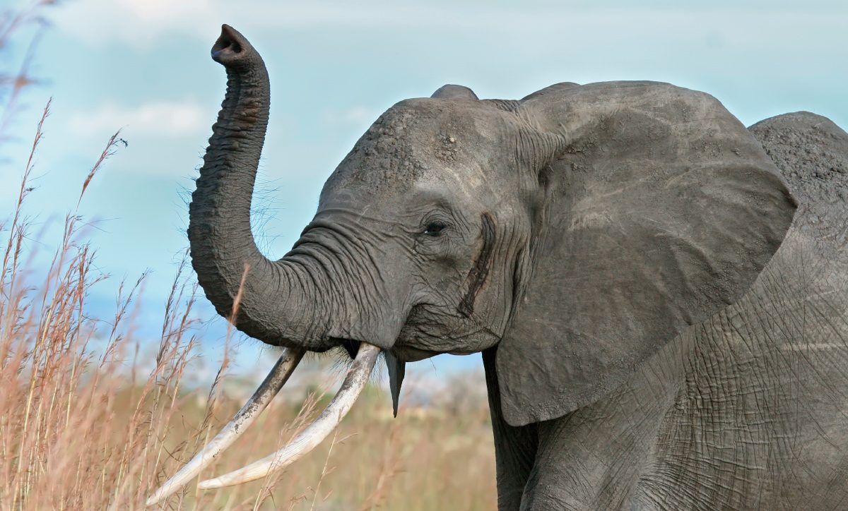 Significado del tótem elefante