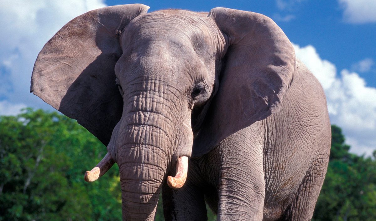 Subespecies de elefantes africanos