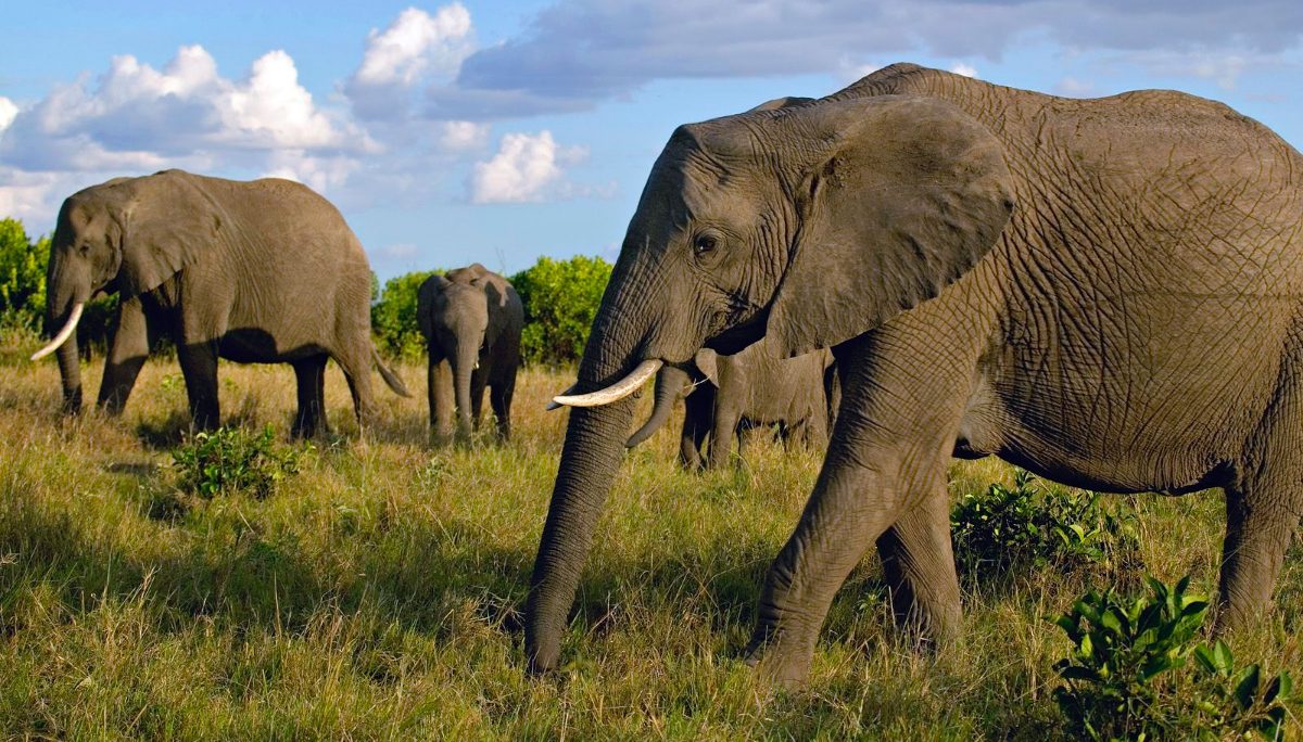Tipos de elefantes