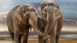 Fotos de elefantes