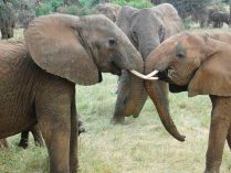Carácter social de las madres elefantes