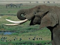 Colmillos de los elefantes