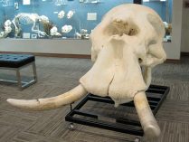 Cráneo de los elefantes