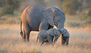 Información básica sobre los elefantes