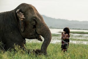 Dónde ver elefantes en Vietnam