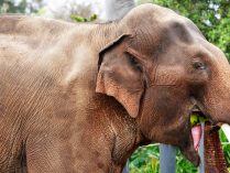Elefante comiendo