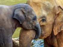 Elefante hembra con su cría