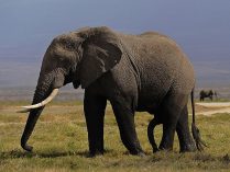 Elefantes de África