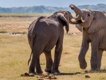 Elefantes machos luchando