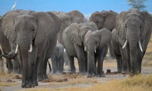 Estructura familiar de los elefantes