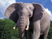 Fotos de elefantes HD