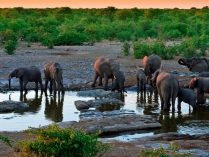 Fotos de manadas de elefantes