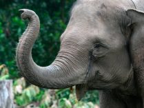 Fotos de pequeños elefantes