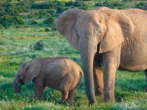 Gestación del elefante africano de bosque