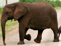 Gestación del elefante africano